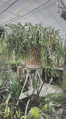 Very old Easter Cactus (Rhipsalidopsis gaertneri, synonyms: Schlumbergera gaertneri and Hatiora gaertneri)