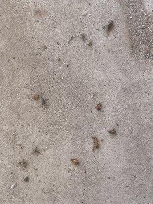 Dead bugs after treatment