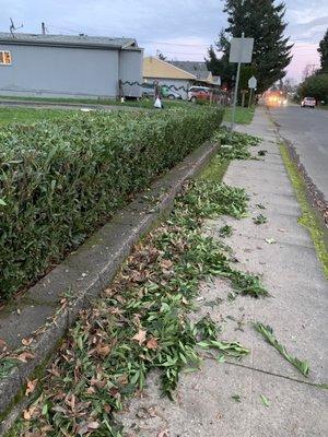 Hedge Pruning