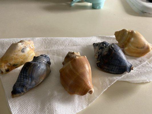 Shelling on Little St George Island