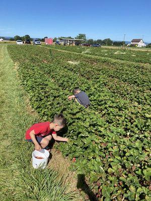 Strawberry picking