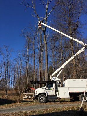 Tree removal