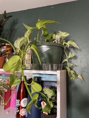 marble queen pothos