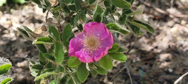 A wild rose by any other name would smell as sweet