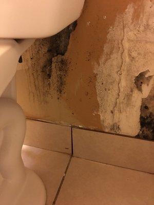 Seriously - how do you overlook black mold when cleaning rooms.