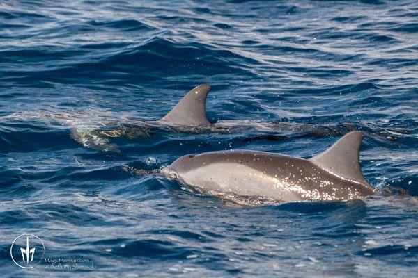 The Magic Merman Snorkel Charters