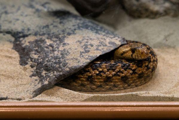 snake at visitor's center