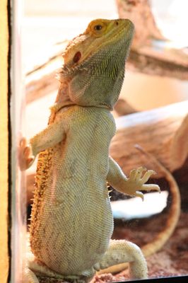 Bearded Dragon