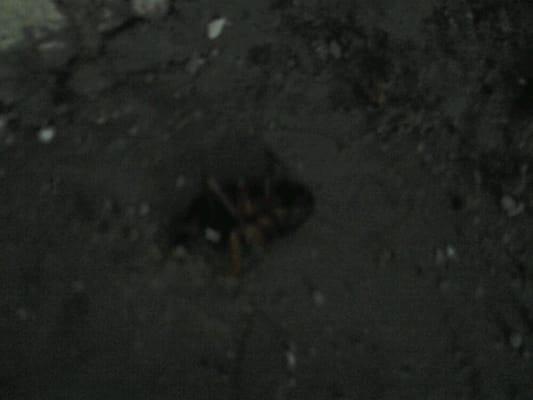 Giant Roaches Everywhere!!!