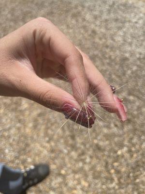 The biggest dandelions we have ever saw!