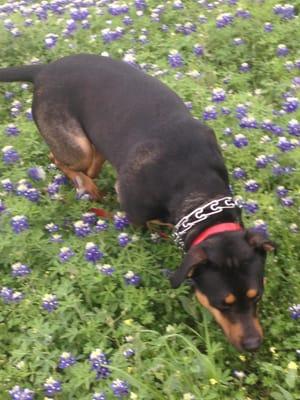 Smelling bluebonnets on a nice day .