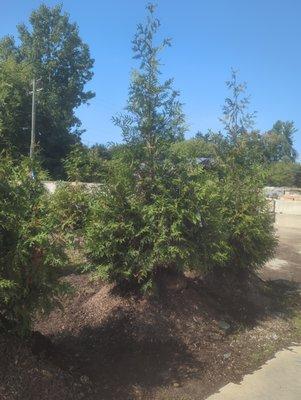 Green Gian Arborvitae