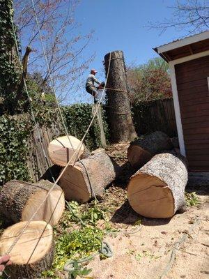 Tree service professional and careful