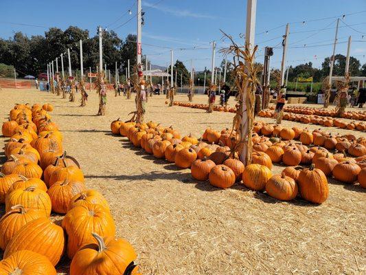 Pumpkin field