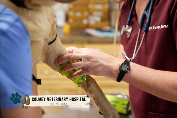 Colmey Veterinary Hospital