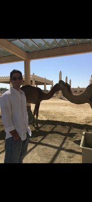 Visiting a camel sanctuary in Dubai