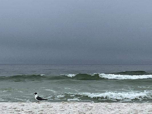 The Gulf of Mexico- sitting at the beach at the resort