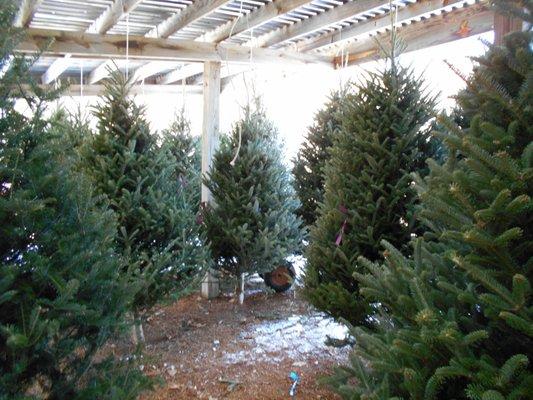 Fresh New Hampshire Christmas Trees!