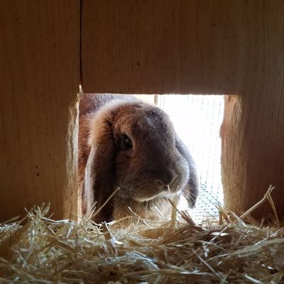 Henry gets TLC, fresh water, food and straw if needed at every visit