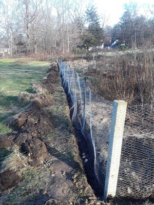 90' x 30' garden gets a farm fence. 18" deep stops most diggers. Half the garden is planted for honeybee pasture.