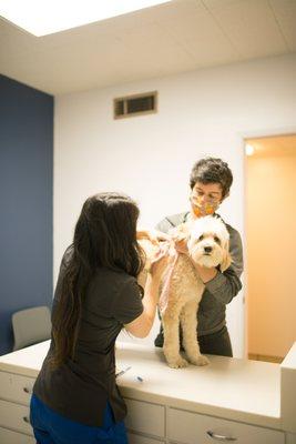 Pup getting a vaccine