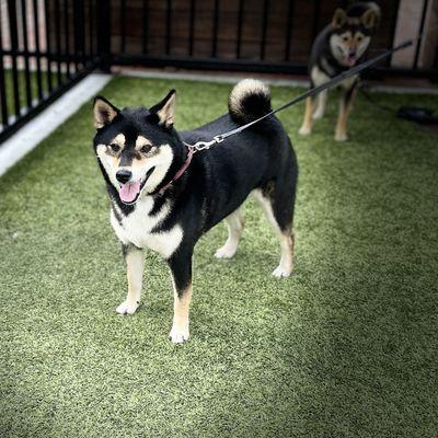 Shiba Inu dogs playing nice