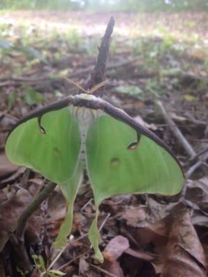 Luna moth!