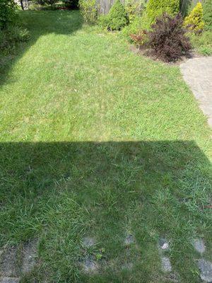 Crabgrass and weeds