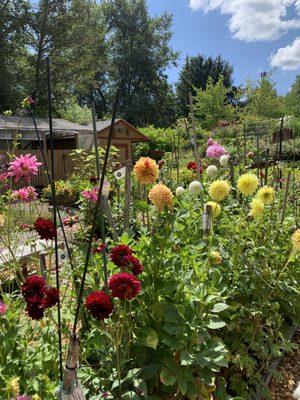 Dahlias