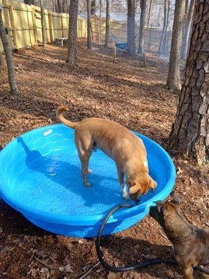 Doggy pool for splashing and cooling off in dog park.