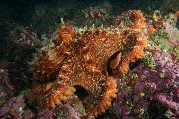 Giant Pacific octopus