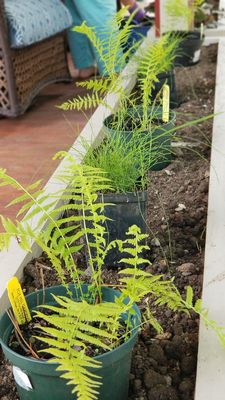 Ferns and grasses from Fox Hill Gardens