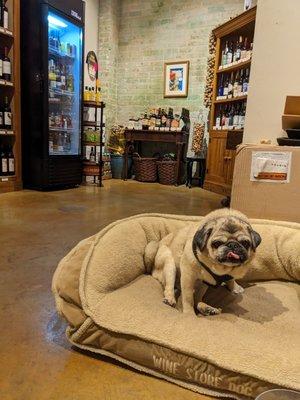 Shop pug