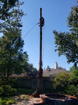 Removing Palm Tree