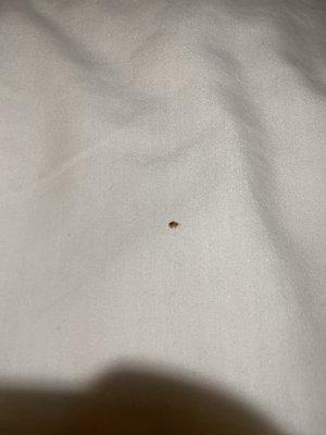 Bedbug we found after laying in bed