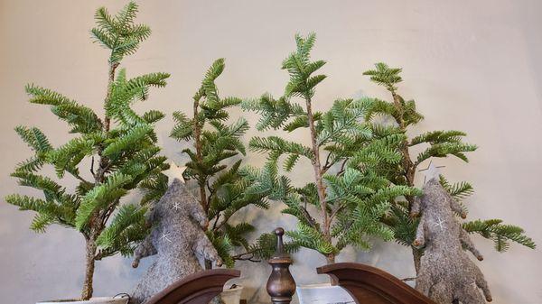 Smaller Christmas trees