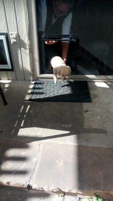 Doggie door installed in sliding screen door.