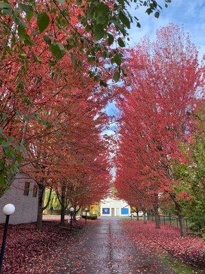 Maple thinning in Mill City