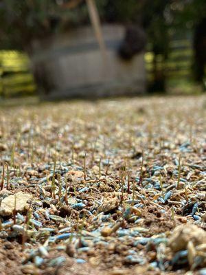 Reseeding lawn. Looking good :)))