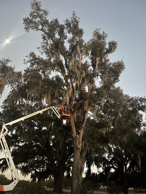 Tree trimming