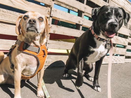 Madden & Summer enjoying their group walk together :) They get so happy when they see each other!