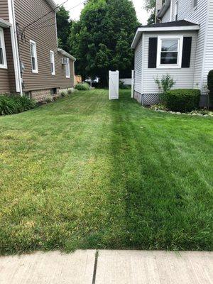 Our customers lawn on the right compared to their neighbors who we don't service on the left. Backyard Landscaping. Landscaping Services.