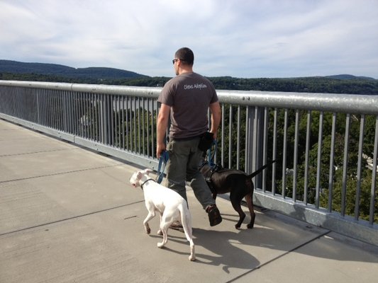 Dog Training on the Walkway Over the Hudson in Poughkeepsie, NY