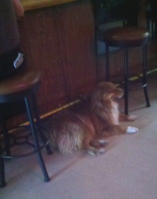 One of the locals hanging out in Timbers Bar