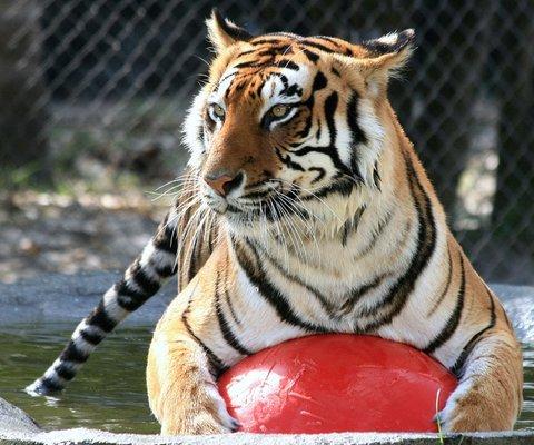 Big Cat Habitat Gulf Coast Sanctuary