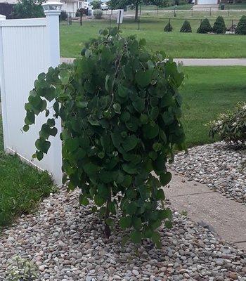 Then it gets heart-shaped leaves after budding. I need to trim it. It has such healthy growth.