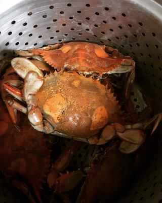 Nice mixed blue crabs