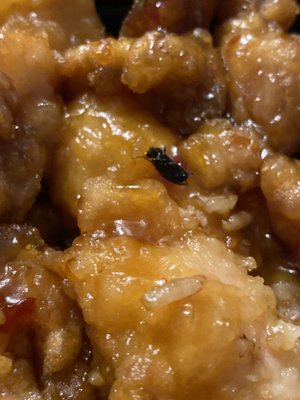 I ordered orange chicken and this fly was in my food. Not pleased.