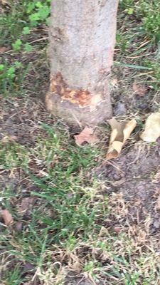 Second Japanese Maple tree showing string trimmer damage