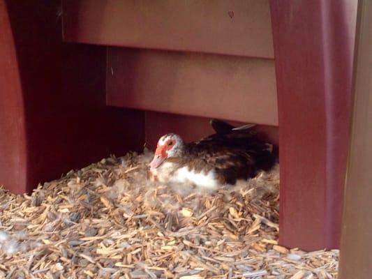 Momma duck under the playground stairs